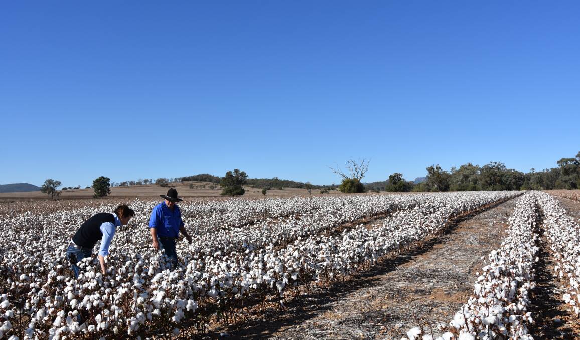 McGregor Gourlay agronomist, Brooke Cutler, Moree, and Craig Tomlinson inspecting the last of the 120-hectare crop of dryland cotton at "Springfield", Bellata.