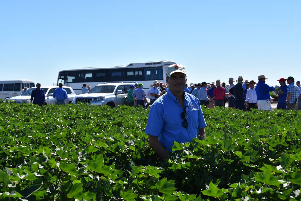 Sundown Pastoral Company's owner, David Statham, in a field of cotton at Keytah, Moree.