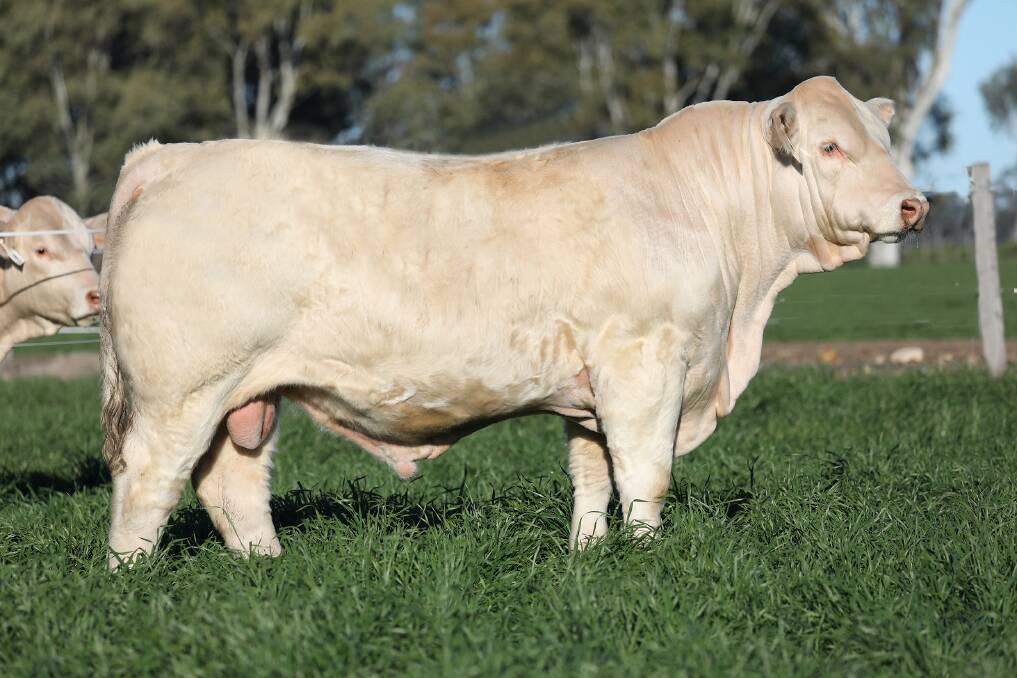 Kevin Graham secured the $47,500 top-priced Charolais bull, Ascot Rockstar R139E (P), on behalf of long-term clients Alister and Joanne McClymont, AJM Pastoral, Burleigh Station, Richmond.