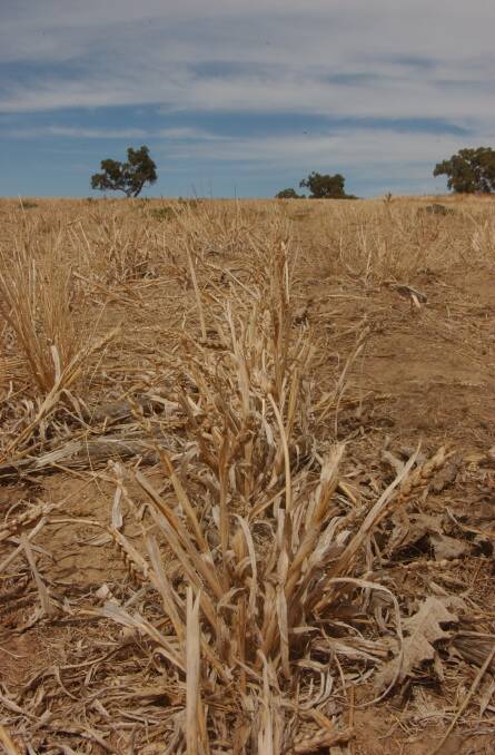 Without at least 100mm of rain in the next six weeks, farmers in the Walgett district will be facing another season without a crop.