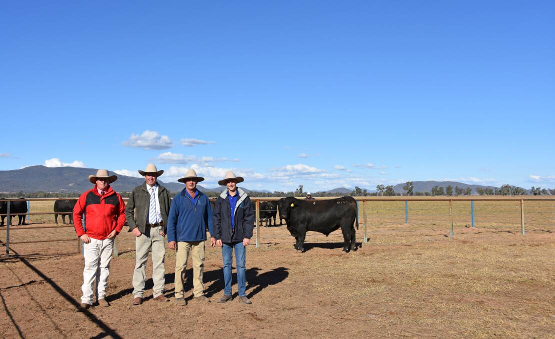 Elders Tamworth agent Nathan McConnell, auctioneer Paul Dooley, Tamworth, and Tim and Hayden Vincent, Booragul Angus, "Downfield", Piallaway, with the top-priced bull, Booragul Jacko M143 which made $16,000.