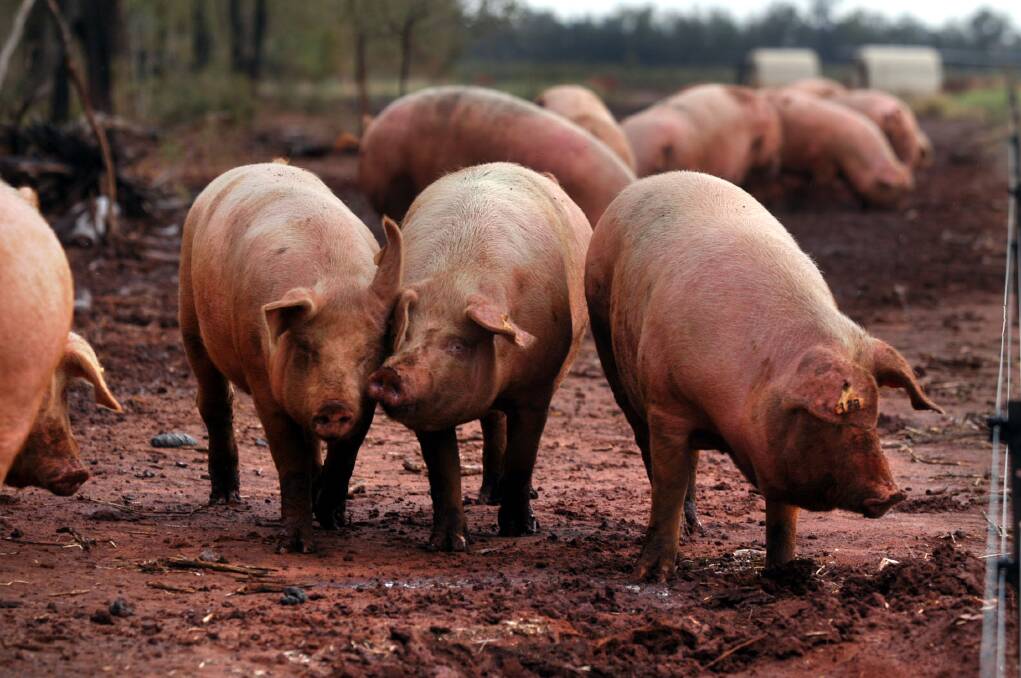 Goondiwindi is home to Gooralie Free-Range Pork - an Australian and family-operated mixed farming business that has a commitment to both animal welfare and sustainable farming practices.