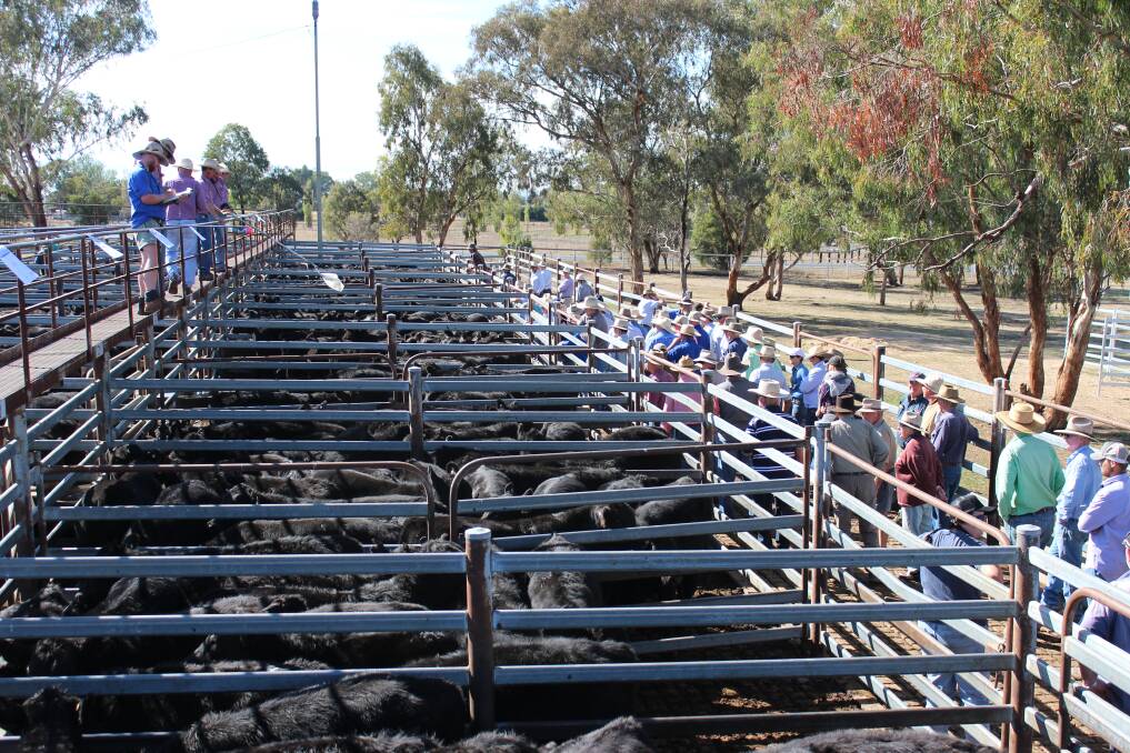 High numbers drew a strong buying contingent to the Inverell weaner sale on Thursday. Picture: Michelle Mair.