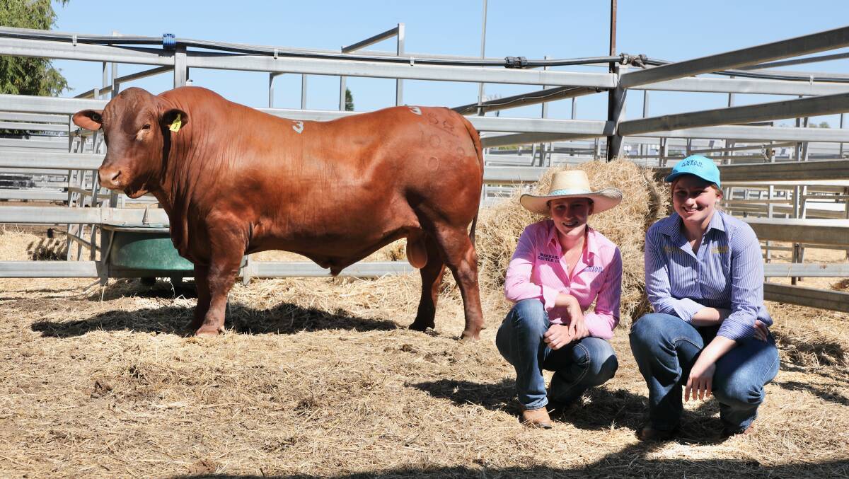 With the new breed record holder, the $40,000, 5 Star 201019 are Olivia and Sabrina Maynard, 5 Star stud, Jambin, Qld. The 22-month-old son of 5 Star 090914 was purchased by Chris Simpson, CAP Genomics, Harlin, Qld. 