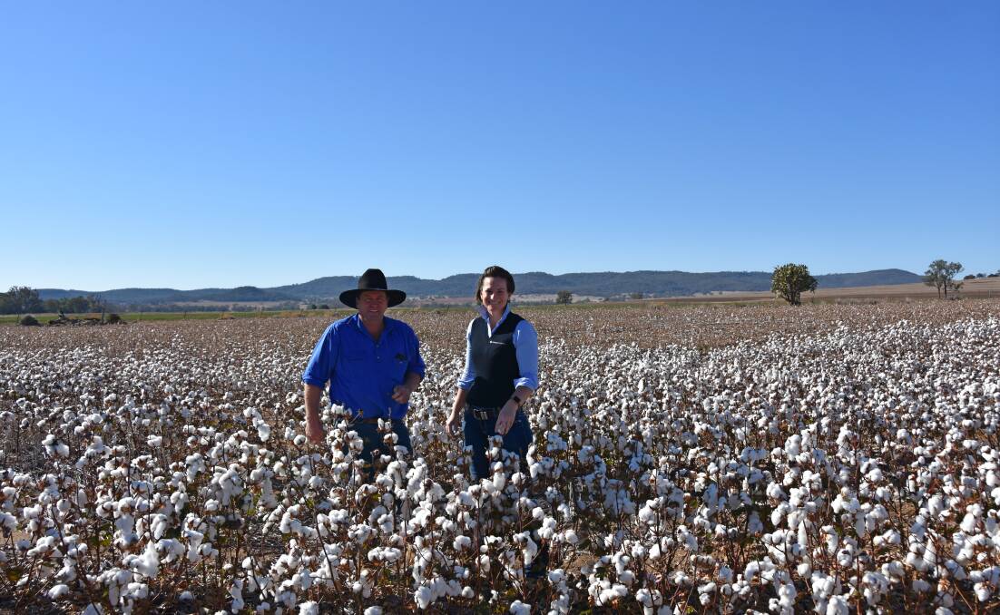 Craig Tomlinson, "Springfield", Bellata, and McGregor Gourlay agronomist, Brooke Cutler, Moree, in the last of the 120-hectare crop of dryland cotton, which yielded 2.3 bales/ha.