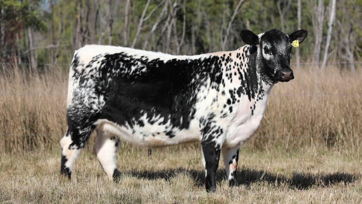 Topping the heifer market at $28,000 was David and Lizette Basson's Adelson Kelly Q12, purchased by Ivery Downs Cattle Co, Colinton.
