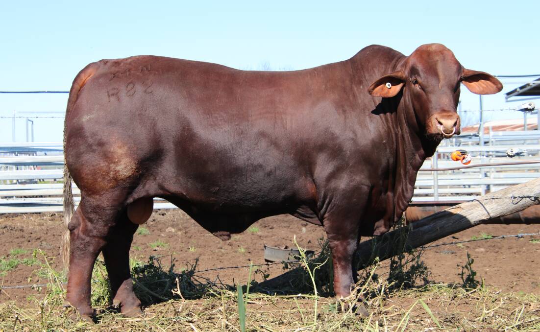 Market topper at $130,000 was Bullamakinka Rocky R82 (P) offered by Craig Hindle, Bullamakinka stud, Toobeah. He was secured by Robert, Lorraine and Andrew Sinnamon, RL Pastoral, Baryulgil, New South Wales.