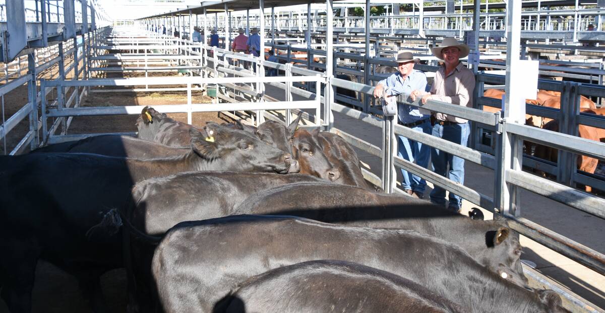 Stewart and Tom Nobbs, Yandaburra Cattle Co, Springsure, with their champion pen of crop or pasture-fed heifers. 