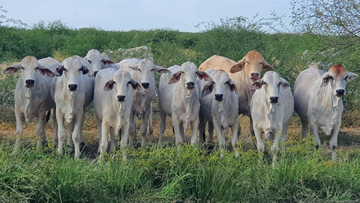 Demand for Brahmans from North Queensland has seen Kennedy Rural, Georgetown, sell and deliver more than 10,000 head to many parts of New South Wales in recent months as graziers south of the border restock their operations. 