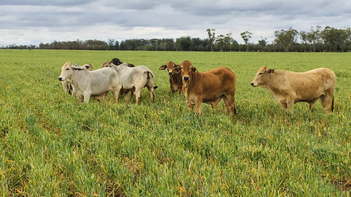 Cattle have gone into a variety of country and forage crops, including oats, oats and clover, rye and natural grasses.