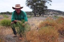 James Kerr with the woody vegetation growing at Buckleboo Station. Picture by Katie Jackson