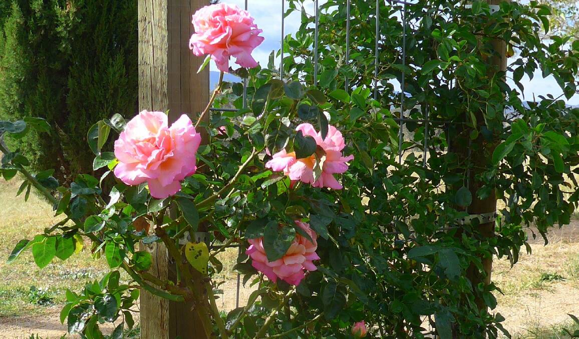 Hybrid tea rose Chicago Peace is a sport of Peace and was discovered in the windy city of Chicago. Its long flowering stems are good for cutting.