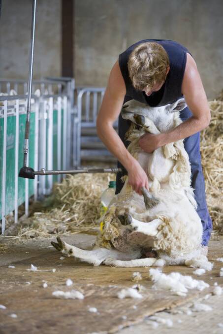 The recent surge of interest in wool has come up against the long-term decline in Australia's shearing workforce, leaving farmers short-handed at peak times of the year. 