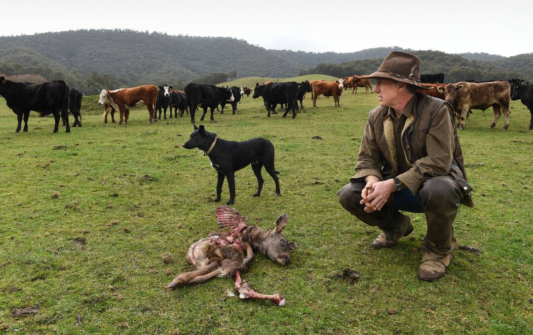 CONCERNED: Tallangatta Valley farmer James Nicolson says he will always carry a gun with him after a recent confrontation with two wild dogs. Mr Nicolson and his dog George are pictured with a deer killed by wild dogs in recent days. Picture: MARK JESSER