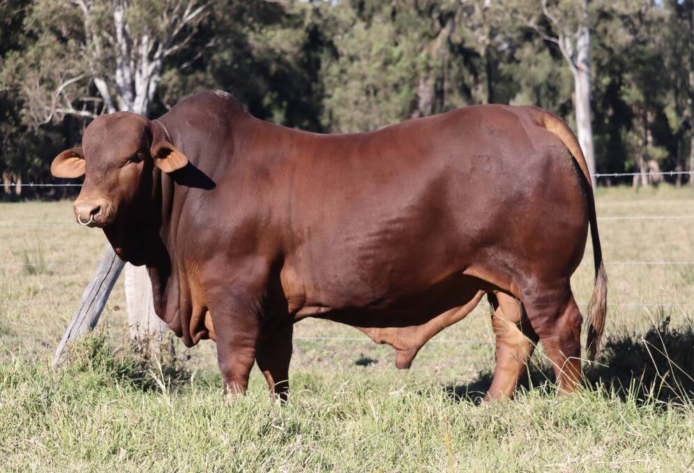 Droughtmaster bull Cebella Brunswick from John and Shannon Williamson, Pimpama, Qld, was named the viewer's choice winner after receiving 20 per cent of the votes. 