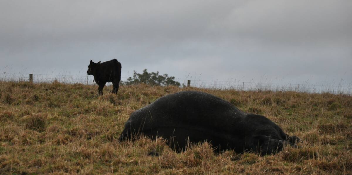 The usual tablelands grass tetany case; a sudden death in late winter in a mature cow with a one-month-old calf at foot.