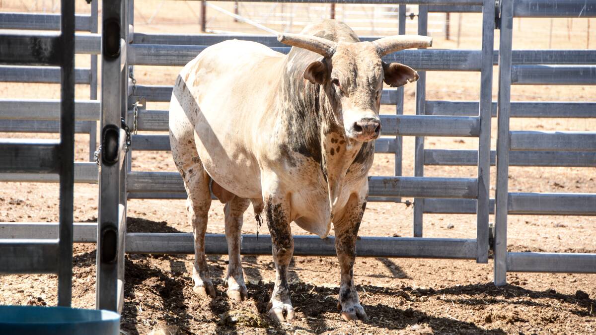 Building a bucking herd with AI and embryo technology