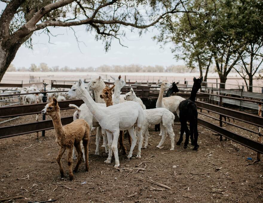 Some of their alpacas. 