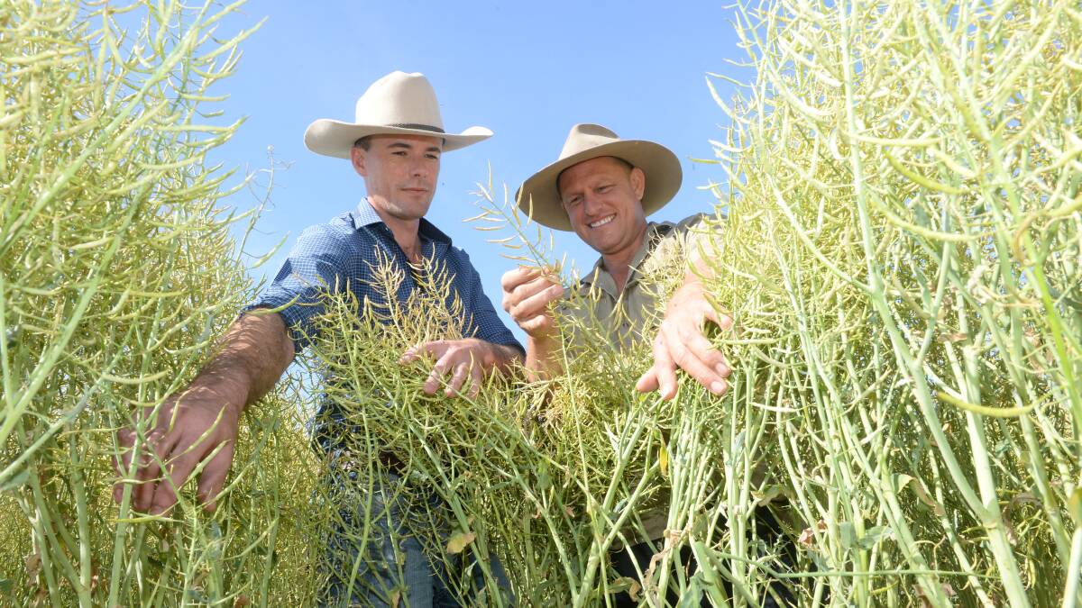 Lachlan Commodities trade manager Andrew Cogswell and Nathan Heckendorf, Top Reeds, Narrandera, check Pioneer 45Y91 variety canola estimated to yield 2.2t/ha.
