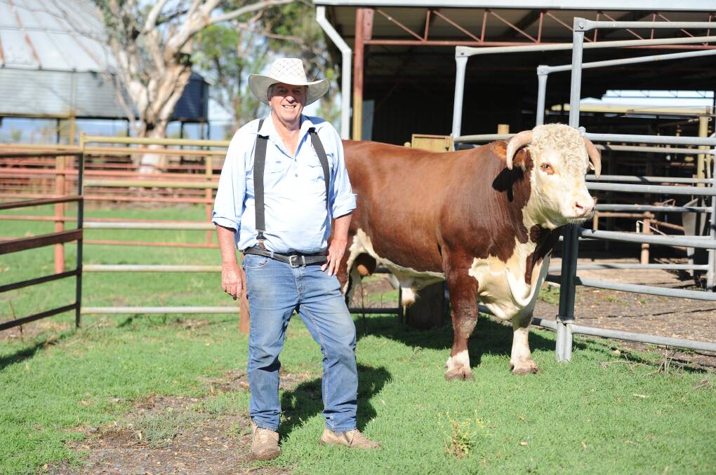 Bruce Gunning with a homebred retained bull that he believes looks like the old Emu Holes type. 