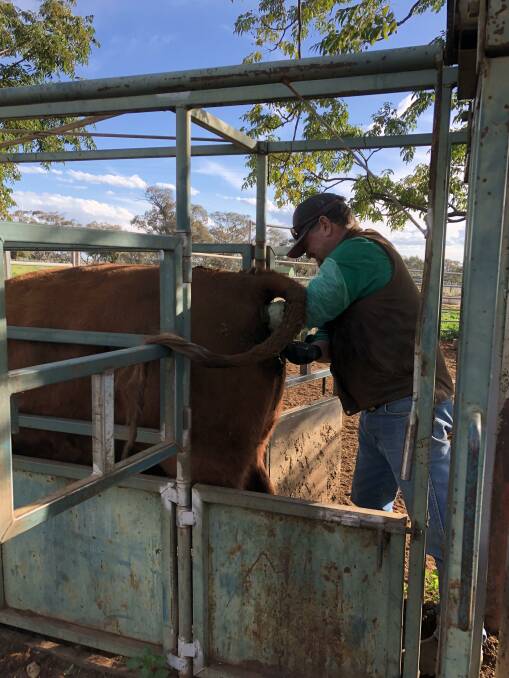 The high value of semen and embryos nowadays means trainee technicians struggle to find cattle to develop their skills. File photo.