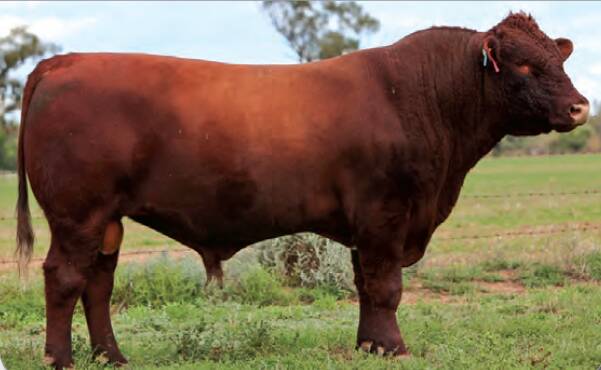 Yamburgan Zeus H140 was the most widely used Shorthorn bull in the last two years. 