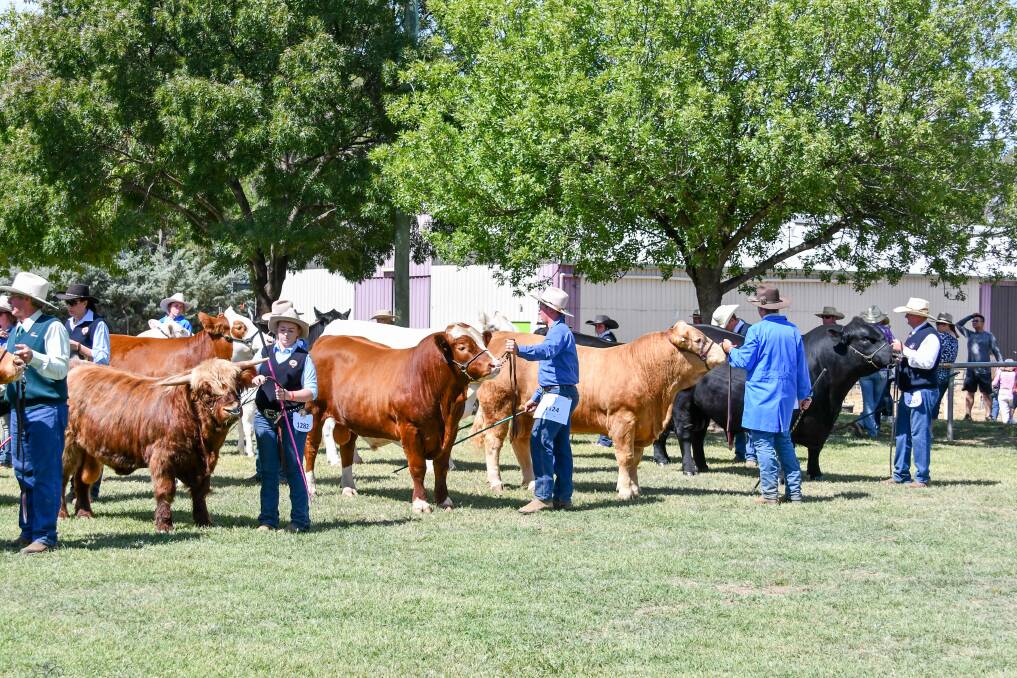At least 10 individual cattle breeds saw a rise in exhibits at the Royal Canberra Show, which was also boosted by the return of competitors in the Saler, Santa Gerturdis, Lincoln Red and Highland rings. 