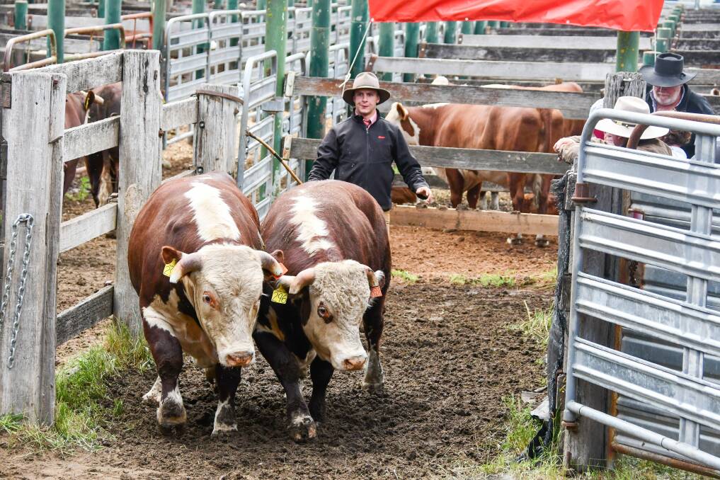 A pen of bulls enters the ring at the Thornleigh Hereford Dispersal Sale at Glen Innes. Photos: Lucy Kinbacher 