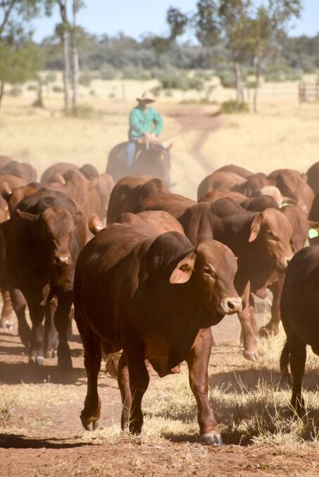 Some of the best bull sale stories are when a producer secures a bargain buy who turns into a super sire. Photo: File 