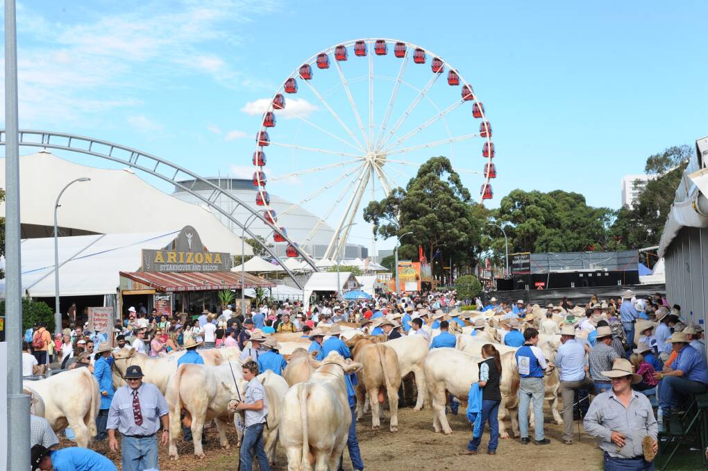A strong showing of beef and dairy cattle and sheep will be presented at the Sydney Royal Show. Picture: Michael Petey