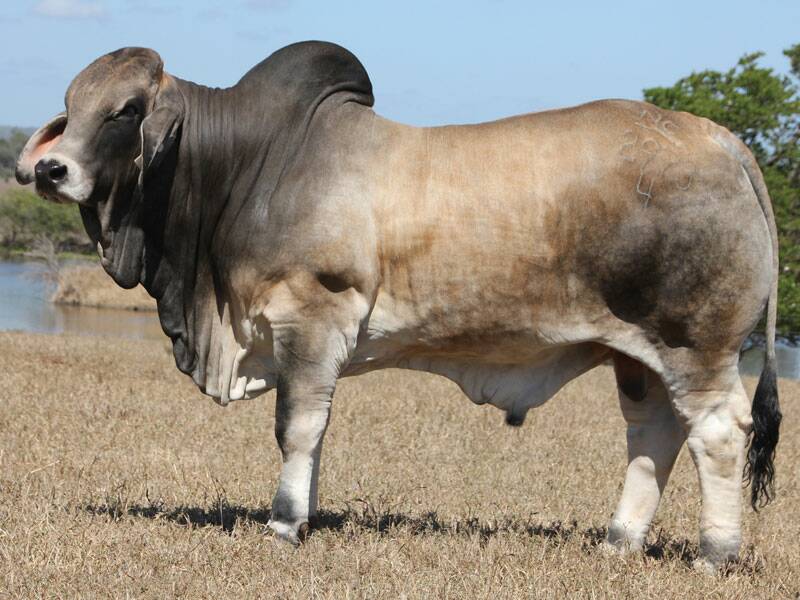 The $70,000 Brahman bull NCC Lord Delaware had the most progeny for his breed from January 2018 to December 2019 including 372 in total. Photo: Breedplan