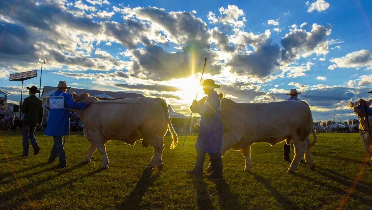 Cattle at Beef Australia in Rockhampton. Photo: Lucy Kinbacher