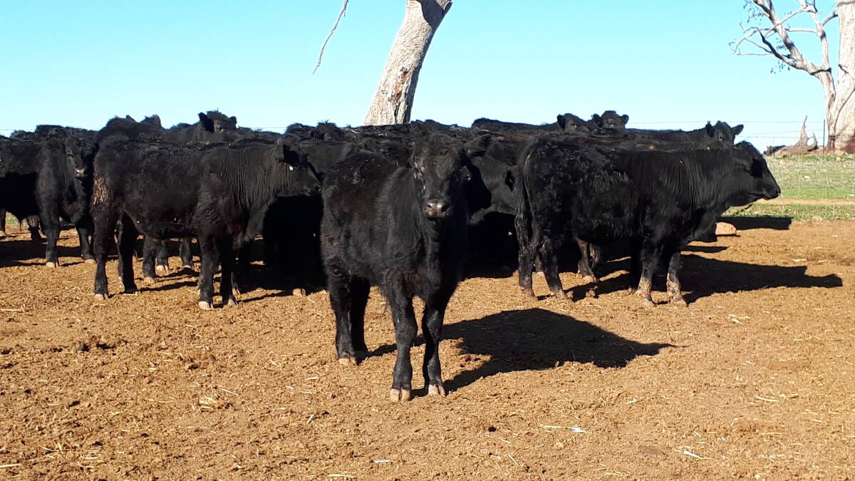Ideally, the steers will head to a feeder market with JBS or Woolworths while a portion are fattened for direct kills. 