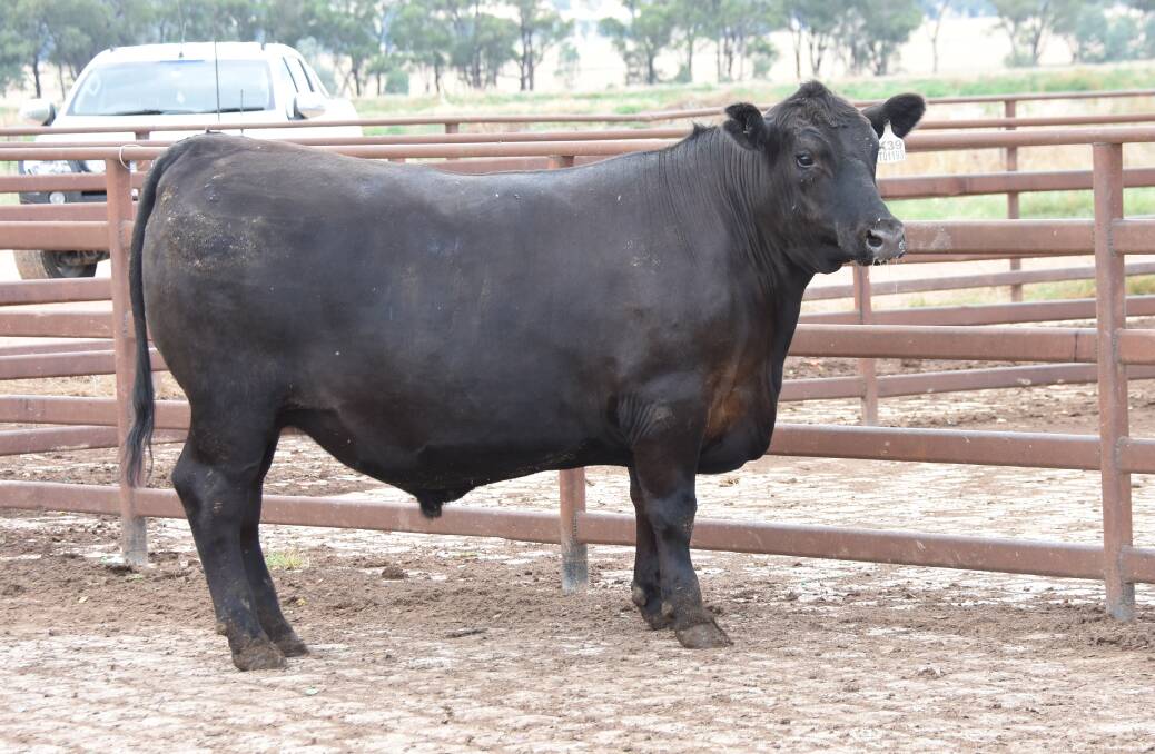 Coolie Angus claimed fifth placed and also secured the champion pen of Riverine Premium Beef steers. 