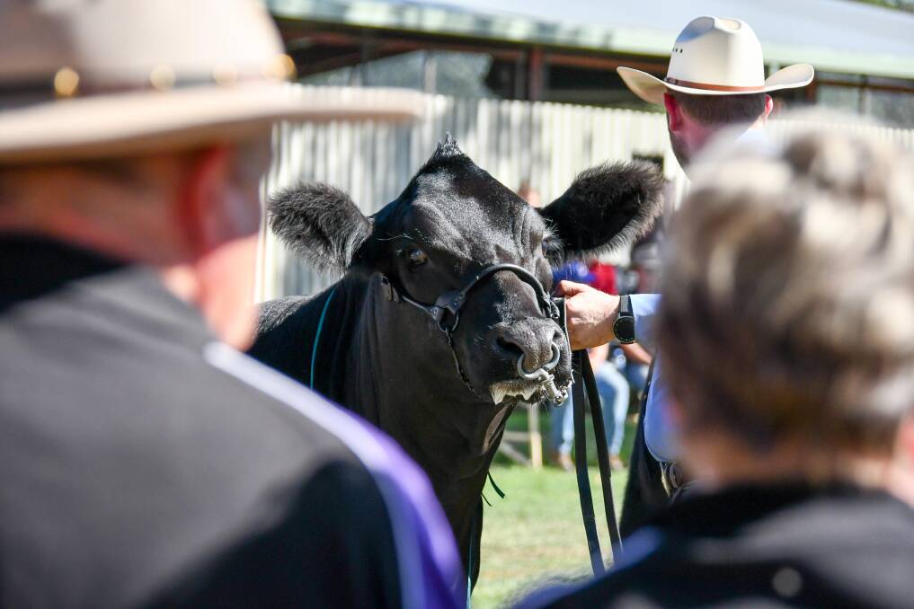 Is this the revival of cattle at Canberra Show?