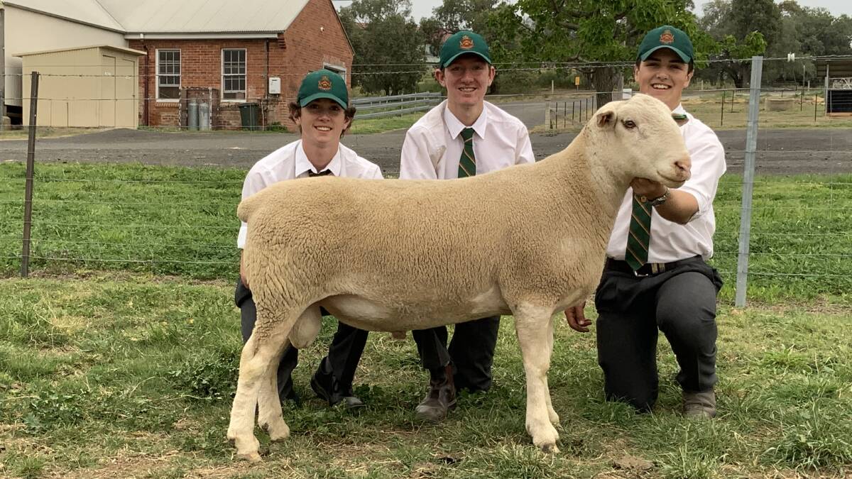 Will Ticehurst, Hayden Moore and Hugh Shadwell holding Farrer 190001, purchased by Gemini and Bundarra Downs White Suffolks for $14,500.