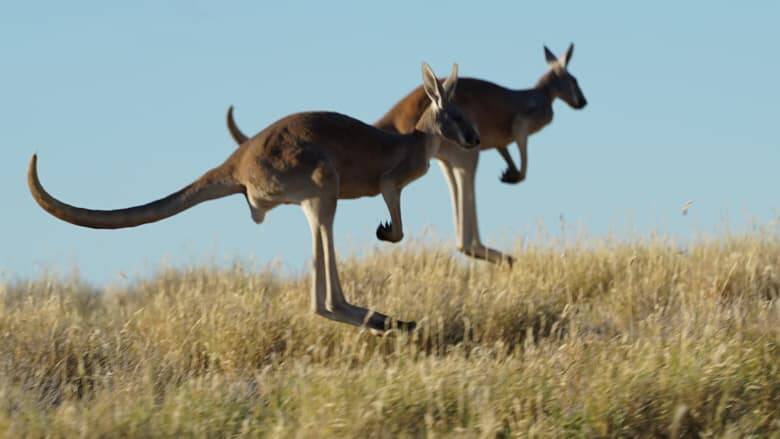 Kangaroos are causing problems for landholders in NSW who want to see more done to manage them. Photo: Supplied.  
