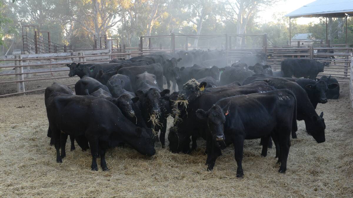 A load of mixed sex cattle, predominantly Angus sourced from Carcoar/Black Springs/Barnawatha last year. Photo: Rachael Webb 