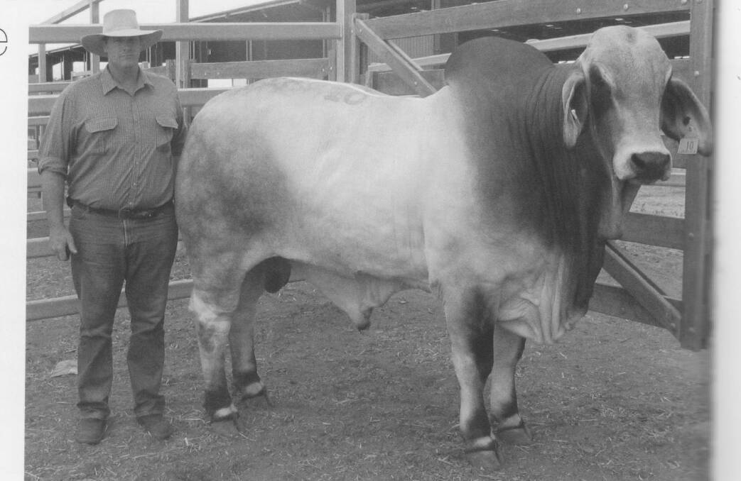 Bentley Briggs with Lancefield Ruben Manso purchased by Spicer and Carolyn Briggs, Cona Creek, Springsure, for $155,000 in 2006. Picture: Brahman News