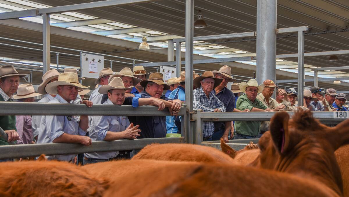 A strong buyers gallery was on hand to secure the female offering with many of them travelling from outside areas. 