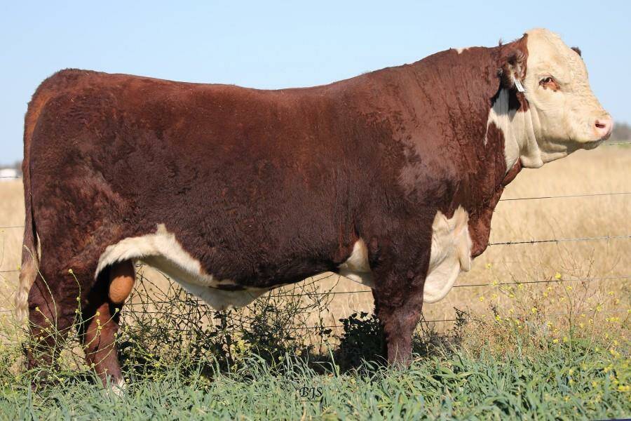 Rayleigh Pegasus P47 reached the $12,000 top price and was secured by A, V and W Fisher. Photo: Rayleigh Poll Herefords 