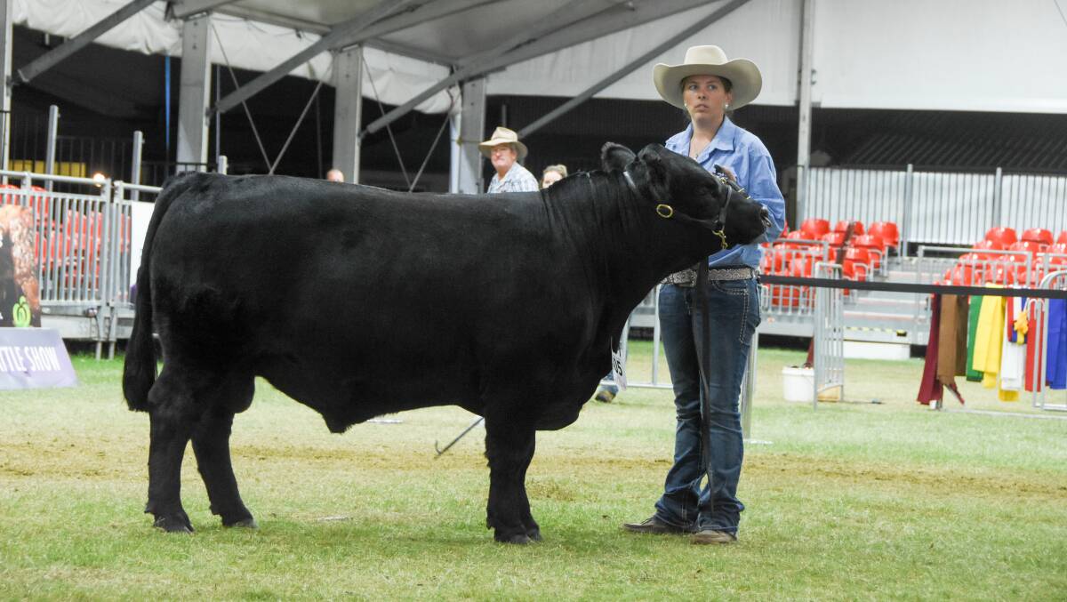 The junior and grand champion bull, Cann Valley Nut Cracker, owned by Matt Cooney. 