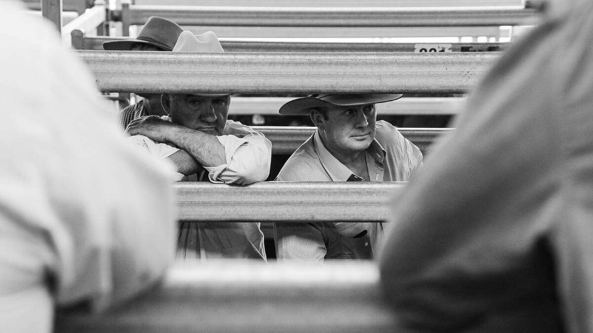 All eyes were on the yarding of quality cattle at Tamworth. 