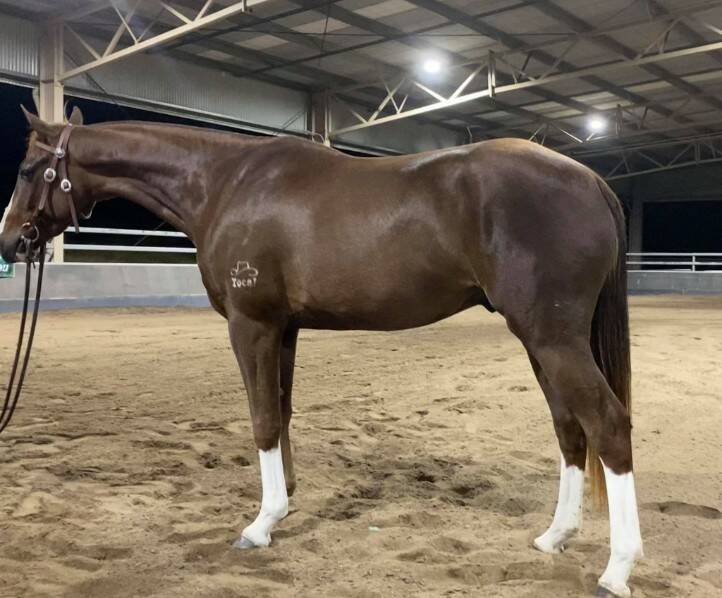 The $26,000 top price gelding, Tocal Remember Me, is bound for Queensland. Photo: AuctionsPlus 