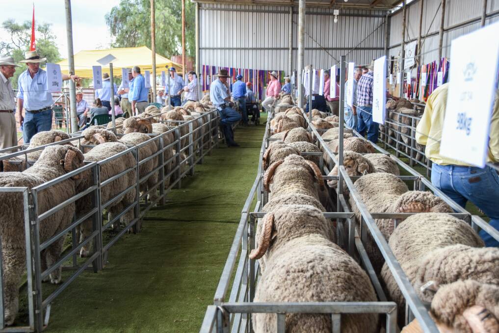 Bungulla offered 108 rams at their annual sale. 