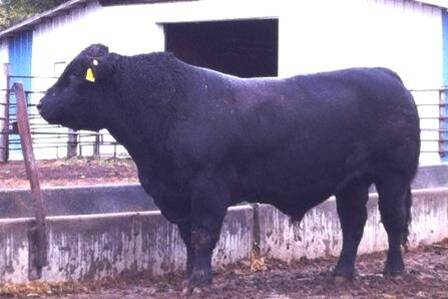 LFLC Ace 750A was the most popular Limousin bull. Photo: Raven Limousins.