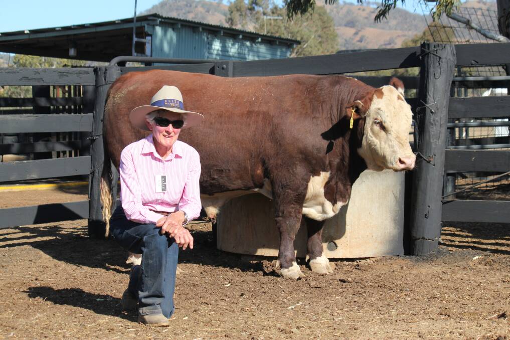 Elite Poll Herefords stud principal Kay Payne with Elite K215 N244 who was secured by phone bidding from James Pearce of Yavenvale Herefords of Adelong.
