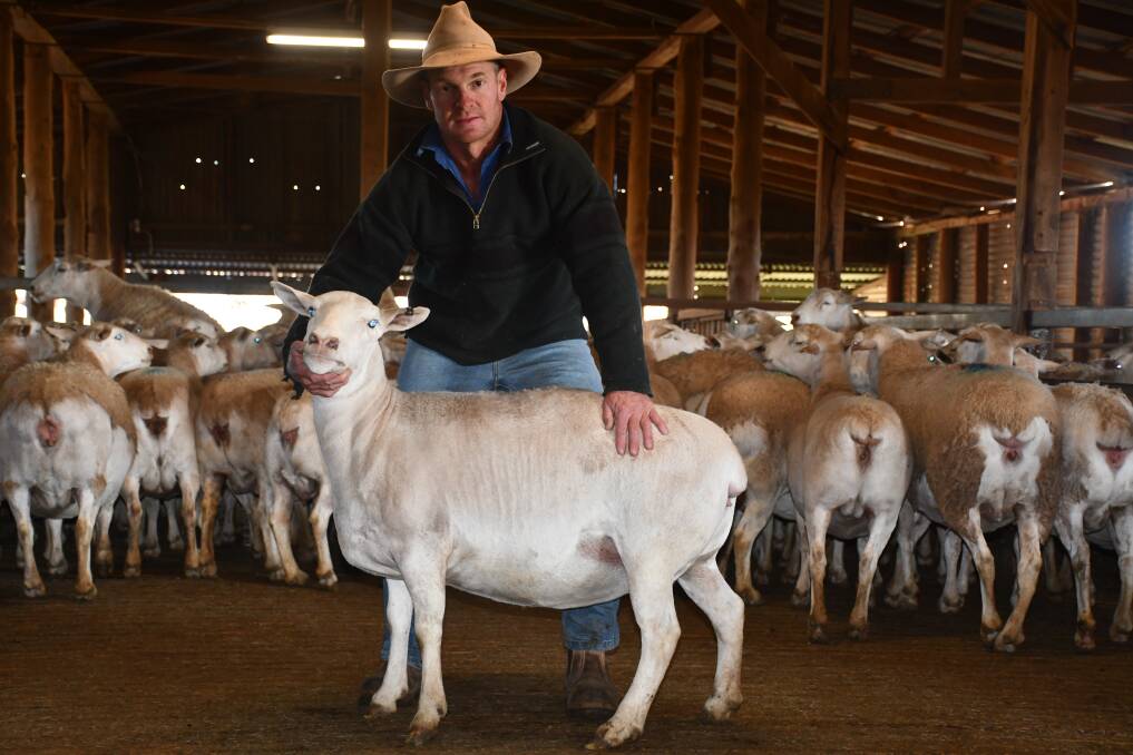 Andrew Kennedy with some of the record breaking White Dorper ewes sold on AuctionsPlus this week. Photo: Luke Scales 