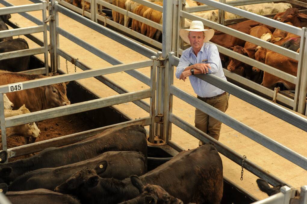 Phillip Hetherington of Garvin and Cousens with Angus steers from Bluevale Pastoral, Loomberah, that topped the steer market at $1500/hd. 