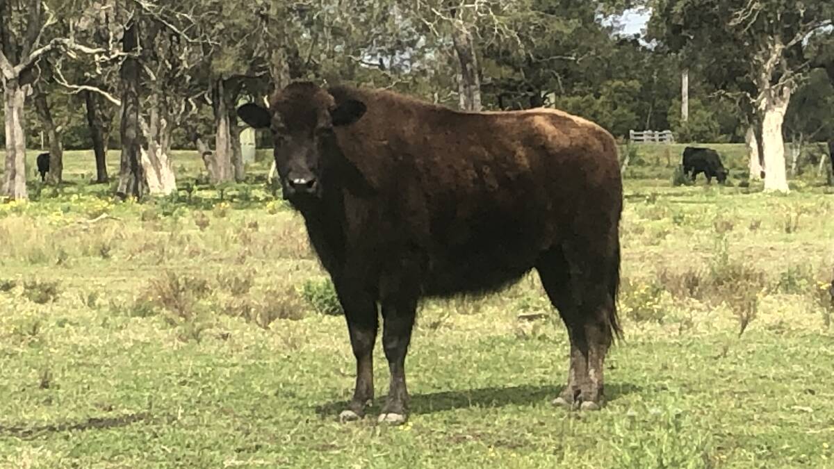 One of the cows that was by a bison bull out of an Angus cow. 